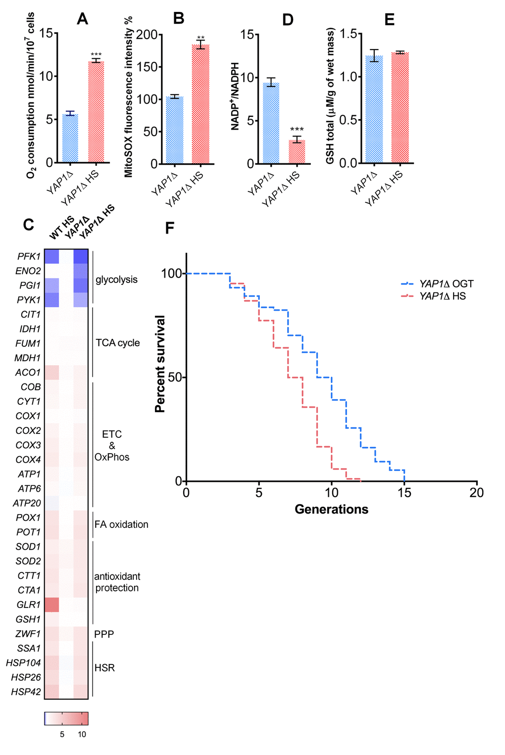 Yap1p is required for the mild heat shock induced RLS extension. (A) Oxygen consumption was increased under heat shock in the YAP1Δ strain. Oxygen uptake was measured polarographically using a Clark-type electrode equipped oxygraph. (B) Mitochondrially produced superoxide (measured by FACS as MitoSOX fluorescence in 10000 cells) was increased in the YAP1Δ strain during heat shock. The results are presented as the percentage of MitoSOX fluorescence detected in WT strain at optimal growth temperature. (C) qPCR measurement of gene expression levels showed that the absence of YAP1 did not affect the heat shock induced metabolic changes observed in WT. (D) NADP+/NADPH ratio was decreased during heat shock in the YAP1Δ strain. (E) GSH levels were not affected by heat shock in the YAP1Δ strain. (F) Mean and maximum replicative lifespan (RLS) were decreased in YAP1Δ already at OGT, and further decreased following heat shock. The number of curated cells is 74 for YAP1Δ and 84 for YAP1Δ HS. Unless otherwise stated, data in graphs are mean ± SEM from three biological and three technical replicates. ***P P P 