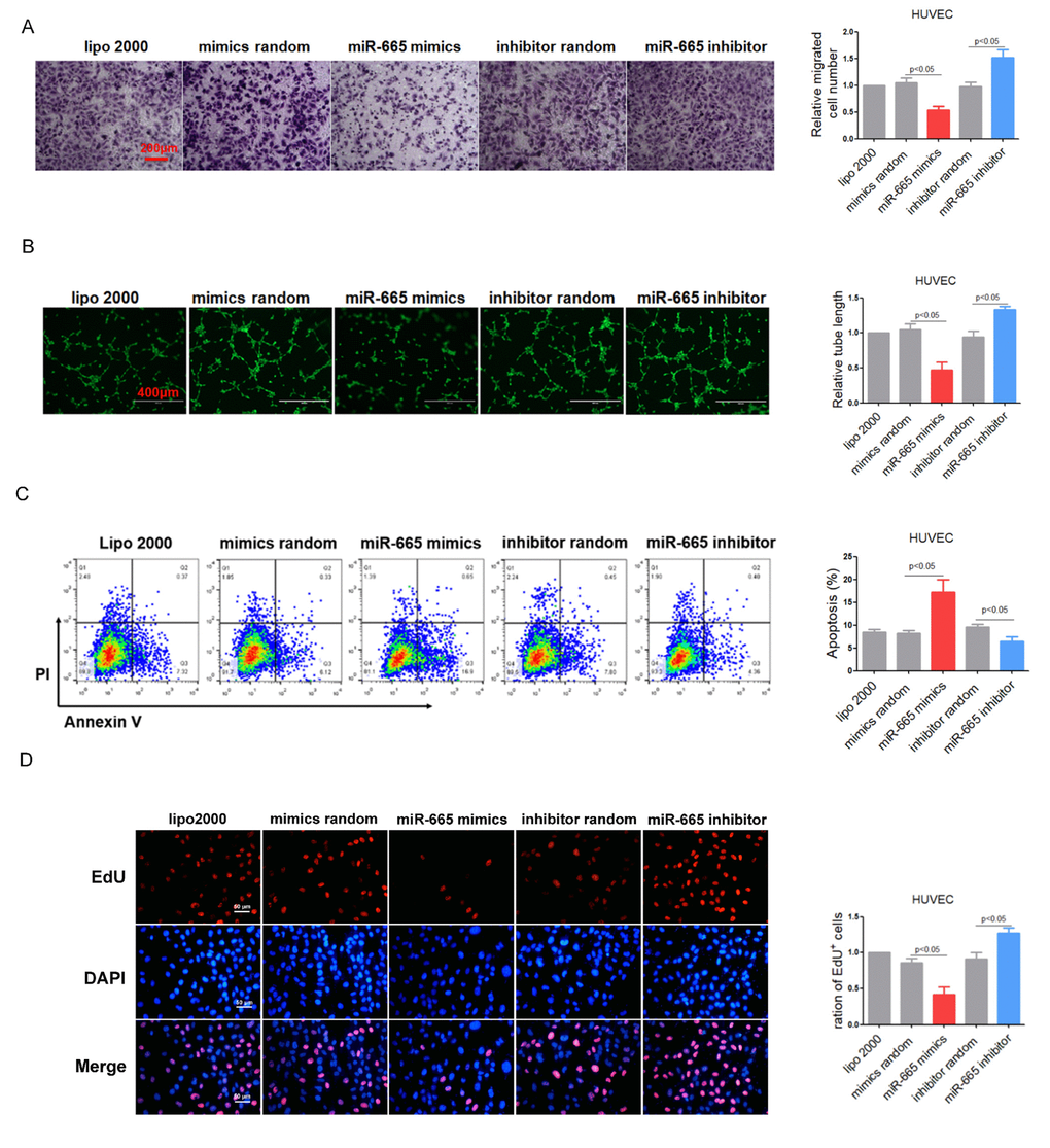 MiR-665 impairs endothelium function in vitro. (A) Migration evaluated by transwell experiment in HUVEC cells. (B) Tube formation determined on Matrigel in HUVEC cells. (C) Apoptosis measured by Annexin V/PI flow cytometric analysis in HUVEC cells. (D) Proliferation detected by EdU incorporation assays in HUVEC cells. Data are representative of four experiments, n=4. Data are expressed as mean ± SEM.