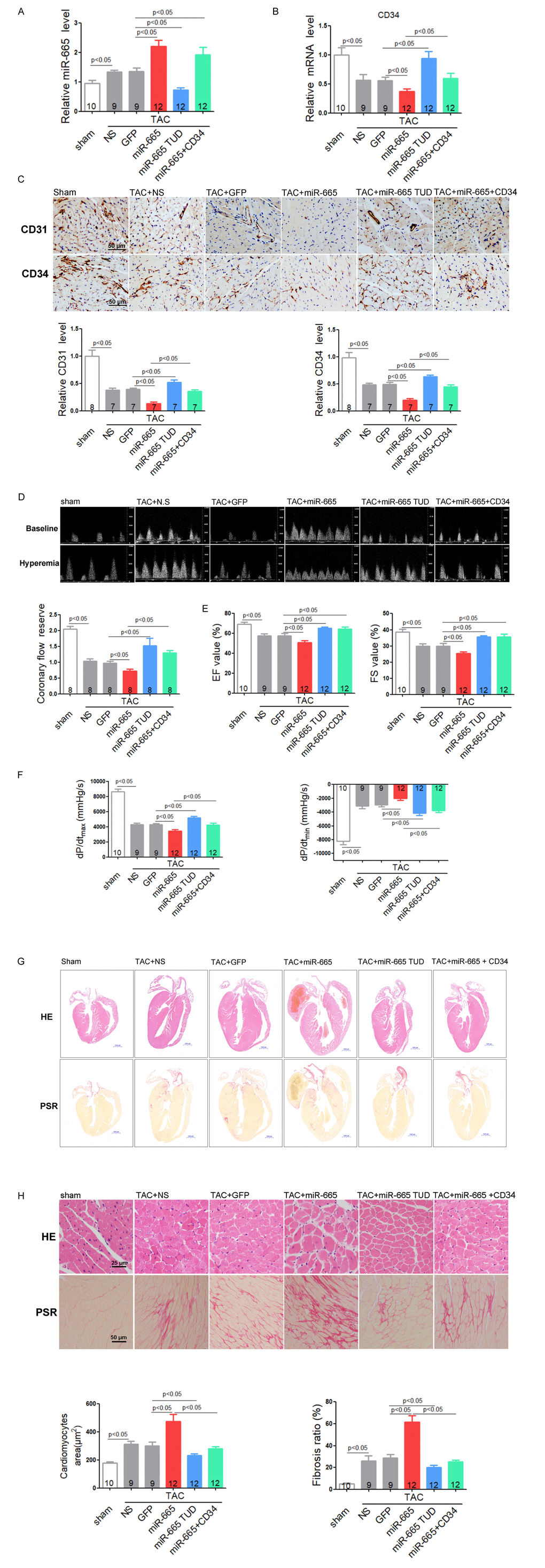 Inhibition of miR-665 or re-expression of CD34 improves cardiac dysfunction via angiogenesis in TAC mice. (A) Relative cardiac expression of miR-665 detected by real-time PCR. (B) Relative CD34 expression level in heart detected by real-time PCR. (C) Representative images of immunohistochemical staining for CD31 and CD34 in heart tissues. (D) Representative images of Pulsed-wave Doppler of coronary artery at baseline or under hyperemic conditions induced by inhalation of 1% or 2.5% isoflurane, respectively. The coronary flow reserve is calculated as the ratio of hyperemic peak diastolic flow velocity to baseline peak diastolic flow velocity. (E) Echocardiographic detection in treated mice. (F) Hemodynamic analysis measured by Millar cardiac catheter system in treated mice. (G) Gross morphology by hematoxylin and eosin (H&E) staining and picrosirius red staining of hearts from treated mice. (H) Histological analysis of surface area of cardiomyocytes by H&E staining and collagen deposition in heart by picrosirius red staining. The numbers of mice tested are showed in the bars. Data are expressed as mean ± SEM.