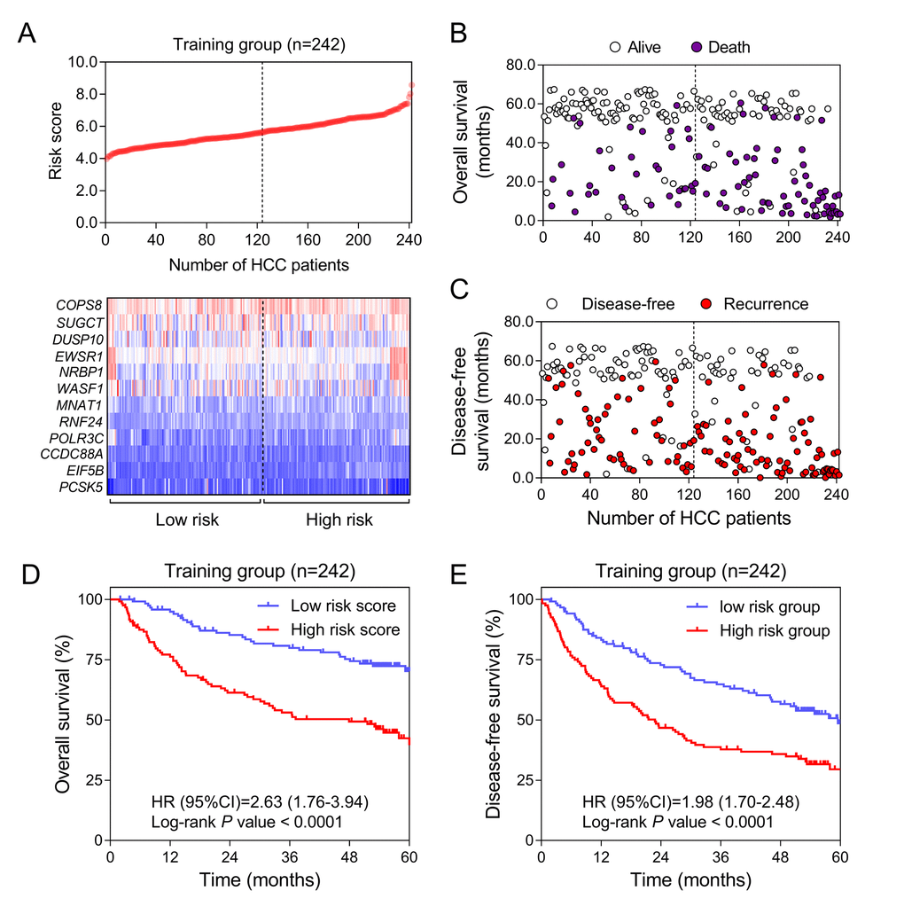 Construction of HCC-specific gene risk score system using GSE14520. (A) HCC-specific risk score analysis in GSE14520. (Upper) The distribution of the risk score of 242 included samples. (Lower) Heatmap of the expression value of each gene in HCC-specific gene signature corresponding to each patient above. Red: high expression; Blue: low expression. (B and C) Survival (B) and recurrence (C) status of every patient in the training dataset (N=242). (D and E) Kaplan-Meier curves to compare OS (D) and DFS (E) of high-risk and low-risk groups in GSE14520.