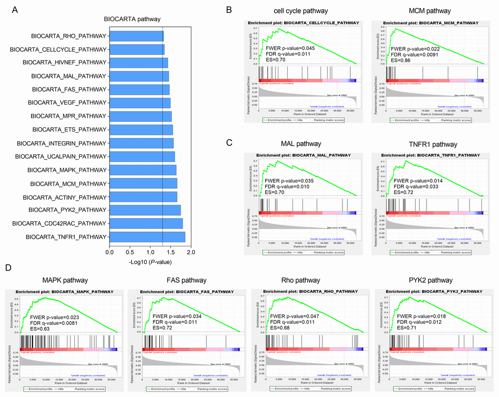 Functional enrichment of HCC-specific gene signature in high-risk patients of TCGA series. (A) The bar chart of 16 significantly enriched BIOCARTA pathways through GSEA. (B, C and D) Significantly enriched pathways associated with cell cycle (B), TNF-κB signaling (C) and MAPK pathway (D).