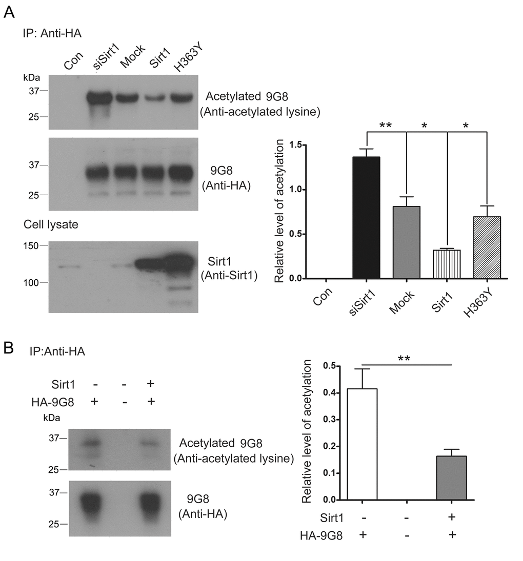 Sirt1 deacetylates 9G8. (A) HA-9G8 was co-transfected with pcDNA3.1/SIRT1 or pcDNA3.1/H363Y or siRNA of Sirt1 into HEK-293T cells. The cell extract was incubated with anti-HA precoupled to protein G beads. The bound proteins were subjected to western blots using anti-HA or anti-acetylated-lysine. The data are presented as mean ± S.D. (n=3) and analyzed with one-way ANOVA. **, pB) Immunoprecipitated HA-9G8 as described in A was incubated with or without Sirt1 in the presence of NAD+ for 2 h at 37°C. The level of 9G8 acetylation was analyzed by western blot developed with anti-HA and anti-acetylated-lysine and is presented as mean ± S.D. (n=3) and analyzed with student t-test. **, p