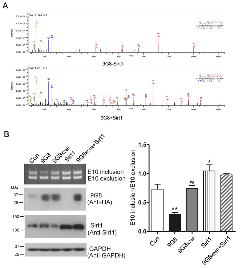Sirt1 deacetylates 9G8 at K24. (A) Mass spectra obtained from HA-9G8 immunoprecipitated from HEK-293T cells co-transfected with pcDNA3.1/SIRT1 or control DNA. (B) Sirt1 was expressed alone or co-overexpressed with 9G8K24R in HEK-293T cells transfected with pCI/SI9-SI10. After 48 h transfection, the alternative splicing products of tau exon 10 were analyzed by RT-PCR. The data are presented as mean ± S.D. (n=3) and analyzed with two-way ANOVA. * p ## p 