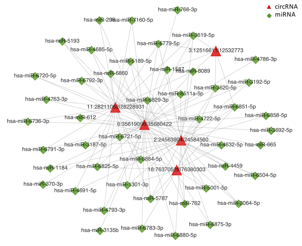 CircRNA-miRNA network analysis. The top 5 differentially expressed circRNAs and 47 predicted miRNAs were selected to generate a network map. The circRNA-miRNA network was constructed using bioinformatics online programs (starBase, circBase, TargetScan, and miRBase). The red triangle indicates circRNA and the green diamond indicates miRNA.