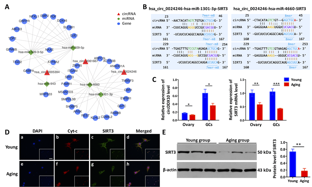 The circDDX10-miR-1301-3p/miR-4660-SIRT3 interaction axis is associated with ovarian aging. (A) The predicted circRNA-miRNA-mRNA interaction network was predicted using bioinformatics online programs (starBase, circBase, TargetScan, and miRBase). The red triangle indicates circRNA, the green diamond indicates miRNA, and the blue circle indicates the targeted gene. (B) The predicted binding sites between circDDX10-miR-1301-3p/miR-4660 and miR-1301-3p/miR-4660-SIRT3 were exhibited. The matching types (in blue) and matching positions (in black and brown) were presented. The 7mer-m8, was an exact match to positions 2-8 of the mature miRNA (the seed + position 8), and the 8mer was an exact match to positions 2-8 of the mature miRNA (the seed + position 8) followed by an 'A'. (C) The expression of circDDX10 and SIRT3 in the ovarian cortex and granulosa cells (GCs) was examined by qPCR. (D) Co-localization of the SIRT3 protein to mitochondria in GCs. Patients (n = 5) per group and all samples were run in duplicate. Blue indicates 4′, 6-diamidino-2-phenylindole (DAPI) or nuclear staining. Red indicates cyto-chrome C (Cyt-c) and was used as a mitochondrial marker. Green indicates the SIRT3 protein. The scale bar is shown in the image of the bottom right corner (a) and equals 100 μm. (E) The expression of SIRT3 protein was determined using western blot. Proteins were isolated from GCs as described. Semi-quantitative analyses of protein levels were performed. Data indicate the mean ± SD, n = 3. *, P P P 
