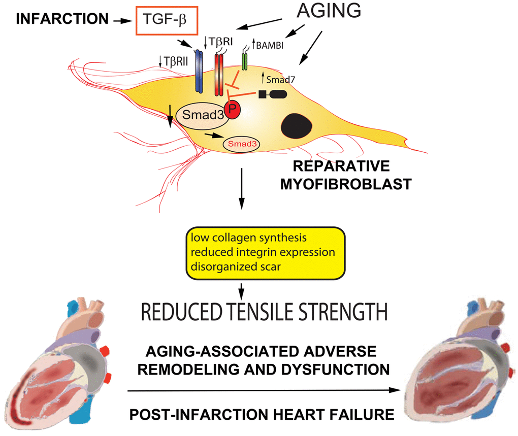 Age-related accentuation of adverse post-infarction remodeling may be due to an impaired response of reparative fibroblasts to TGF-β. Our observations suggest that: a) myofibroblast-specific loss of Smad3 disrupts scar organization, increasing adverse remodeling following myocardial infarction, b) senescent hearts exhibit impaired infarct healing, accompanied by decreased collagen deposition, and c) fibroblasts harvested from senescent hearts exhibit blunted Smad2/3 activation in response to TGF-β stimulation. Taken together these observations suggest the intriguing hypothesis that age-associated impairment in TGF-β/Smad signaling in reparative fibroblasts may reduce tensile strength of the healing scar, accentuating adverse remodeling following infarction and causing heart failure. Several mechanisms may account for reduced TGF−β responses in senescent cardiac fibroblasts. Age-associated alterations of the expression of signaling TGF-β receptors (TβRI and TβRII) and pseudoreceptors (such as BAMBI) may modulate the response to TGF-β. Activation of phosphatases or induction of inhibitory Smad7, such as Smad7 may attenuate Smad2/3 activation in response to TGF-β. Because aging is associated with baseline activation of a fibrogenic program (that may involve low level increase in basal TGF-β activity), TGF-β-driven induction of endogenous signals that inhibit Smad-dependent signaling may be responsible for blunted responses to the sudden burst in TGF-β activity observed following cardiac injury.