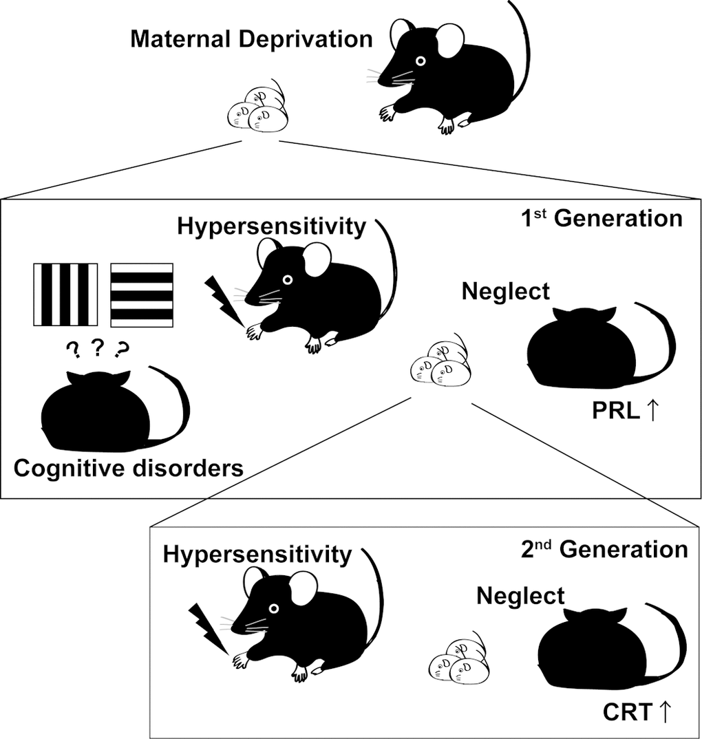 “Super” chronic effects of maternal deprivation on brain function and behavior of mice. Early-life stress induces hypersensitivity, early-onset of cognitive function disorder, and neglect behavior of mothers. Early-life stress also induces the increase in the concentration of prolactin (PRL) during the perinatal period. Which potentially increases the concentration of corticosterone (CRT) in offspring. These changes possibly induce hypersensitivity and neglect behavior of offspring.