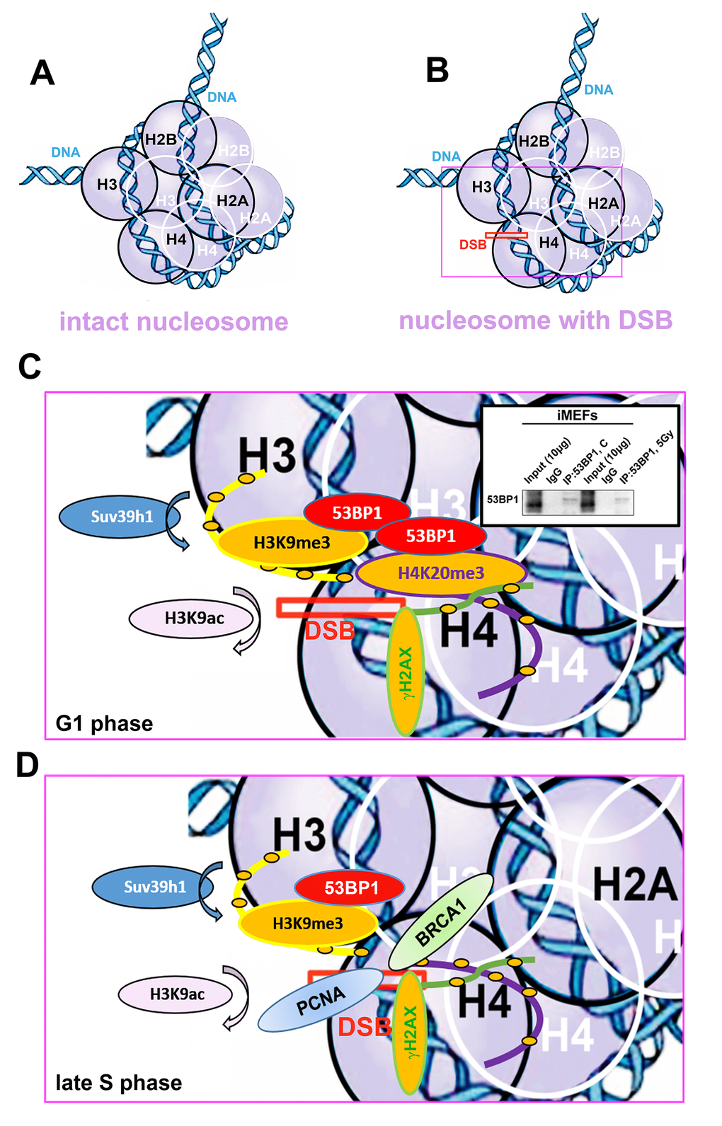 Schematic illustration of a nucleosome with DSB occupied by studied proteins of interest in G1 and late S phase of the cell cycle. (A) Schema of an intact nucleosome. (B) Nucleosome with wound DNA with DSB. (C) A pictorial illustration of histone signature and recruitment of the 53BP1 protein to DNA lesions in the G1 phase of the cell cycle. Immunoprecipitation result shows dimerization of 53BP1 protein. (D) An illustration of histone signature and recruitment of PCNA and BRCA1 proteins to DNA lesions in late S phase of the cell cycle. Panels represent a schematic illustration of the results.
