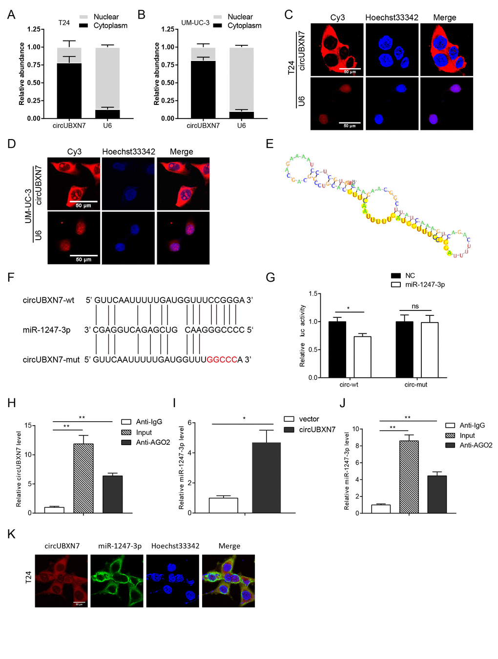 CircUBXN7 directly bound to miR-1247-3p. (A and B) Subcellular distribution of circUBXN7 was determined by nuclear mass separation assay. (C and D) FISH assay for investigating the subcellular localization of circUBXN7 in T24 and UM-UC-3 cells. U6 was used as a nuclear control. Scale bar, 50μm. (E) The secondary structure of circUBXN7 that possibly binds to miR-1247-3p was predicted by RegRNA 2.0. The yellow region indicates the predicted motif structure. (F) The potential binding sites between circUBXN7 and miR-1247-3p were predicted by RNAhybrid. The red part represents the mutated base. (G) miR-1247-3p reduced the luciferase activity of circUBXN7 in 293T cells detected by dual-luciferase activity assay. (H) Anti-AGO2 RIP assay pulled down more circUBXN7 than in the anti-IgG group. (I) Relative miR-1247-3p levels immunoprecipitated by AGO2 in circUBXN7 overexpressing or control cells. (J) Relative miR-1247-3p levels immunoprecipitated by AGO2 or IgG in circUBXN7 overexpressing cells. (K) Colocalization of circUBXN7 and miR-1247-3p was detected in T24 cells by FISH assay. Scale bar, 50μm. *PP