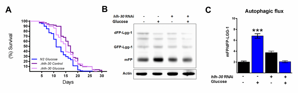 HLH-30 regulates lifespan and autophagic flux with a high glucose diet. (A) Lifespan analysis of hlh-30 mutant (tm1978) nematodes showed that they partially rescued the decrease in lifespan induced by a high glucose diet (B) Representative Western blot showing a decrease in autophagic flux (less release of mFP from dFP::LGG-1) when hlh-30 was silenced by RNAi. (C) The mFP/dFP-LGG-1 ratio was quantified by densitometry. ***p 