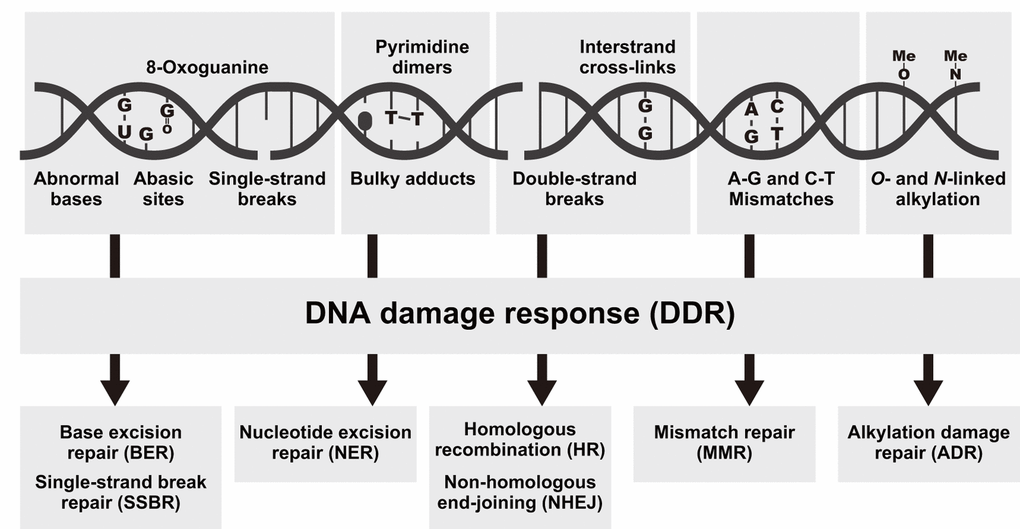 Types of DNA damage and the associated repair pathways. Examples of DNA lesions (top), activation of the DNA damage response (DDR, middle), and the most relevant DNA repair pathways responsible for the removal of the lesions (bottom).