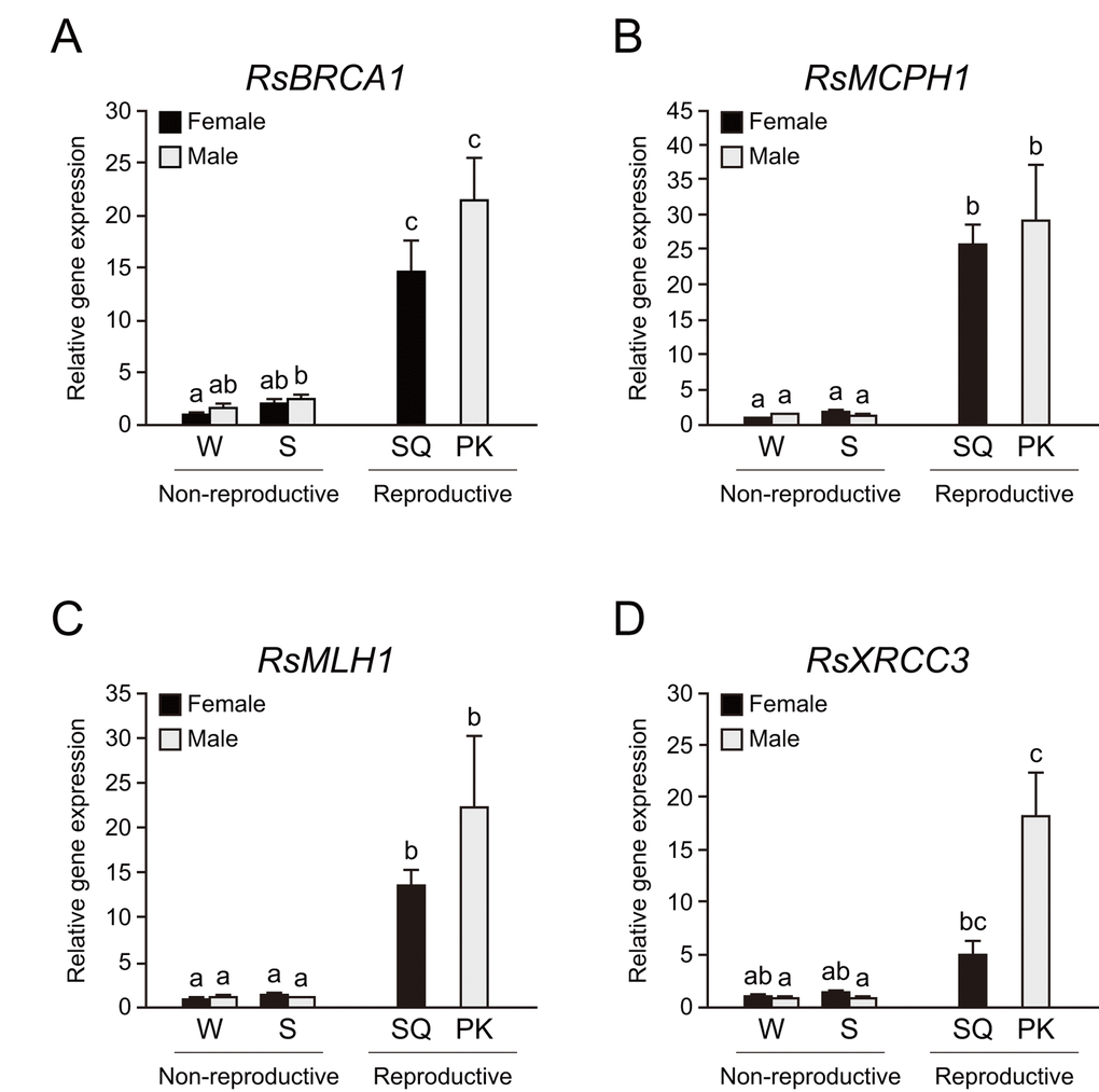 Higher expression of DNA repair genes in termite reproductives. (A) There were significant differences in RsBRCA1 expression among castes of Reticulitermes speratus (n = 6; P RsBRCA1 expression is higher in reproductives than in non-reproductives (n = 6; P B) There were significant differences in RsMCPH1 expression among castes of R. speratus (n = 6; P RsMCPH1 expression is higher in reproductives than in non-reproductives (n = 6; P C) There were significant differences in RsMLH1 expression among castes of R. speratus (n = 6; P RsMLH1 expression is higher in reproductives than in non-reproductives (n = 6; P D) There were significant differences in RsXRCC3 expression among castes of R. speratus (n = 6; P RsXRCC3 expression is higher in PKs than in non-reproductives (n = 6; P P 