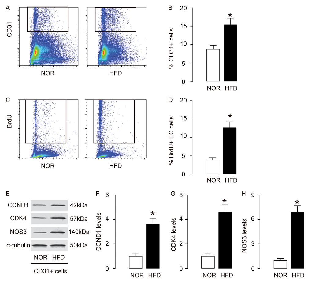 AECs increase proliferation and NOS3 expression in AS. (A-B) AECs were purified by flow cytometry, based on CD31, shown by representative flow charts (A), and by quantification (B). (C-D) BrdU assay for sorted CD31+ AECs, shown by representative flow charts (C), and by quantification (D). (E) Representative western blots of CD31+ AECs. (F-H) Quantification of CCND1 (F), CDK4 (G) and NOS3 (H) protein levels in AECs. *p