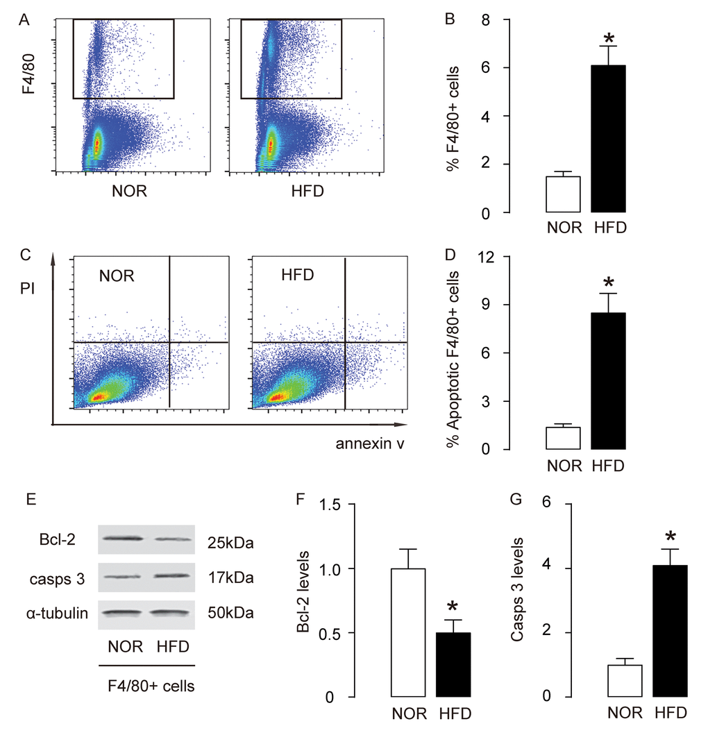 Macrophage infiltration and apoptosis increase in AS. (A-B) Aortic macrophages were purified by flow cytometry, based on F4/80, shown by representative flow charts (A), and by quantification (B). (C-D) Annexin V assay for sorted F4/80+ macrophages, shown by representative flow charts (C), and by quantification (D). (E) Representative western blots of F4/80+ macrophages. (F-G) Quantification of Bcl-2 (F) and cleaved caspase 3 (casps 3) (G) protein levels in F4/80+ macrophages. *p