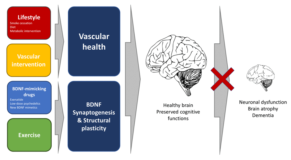 The pictogram illustrates multiple preventative actions to delay brain aging and delay the onset of dementia