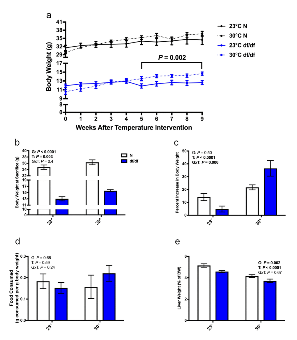 Increased eT results in dwarf mice gaining weight without altering food consumption. (a) Body weight curve, (b) body weight at sacrifice, (c) percent increase in body weight from the time of temperature intervention, (d) food consumption per g body weight over a 24-hour period, (e) liver weight as a % of body weight (n = 6-8 except panel d where n = 4-7). N = normal, df/df = dwarf. The results of the Two-way ANOVA are reported as G (effect of genotype), T (effect of temperature), and GxT (interaction of genotype and temperature). Significant effects (P 