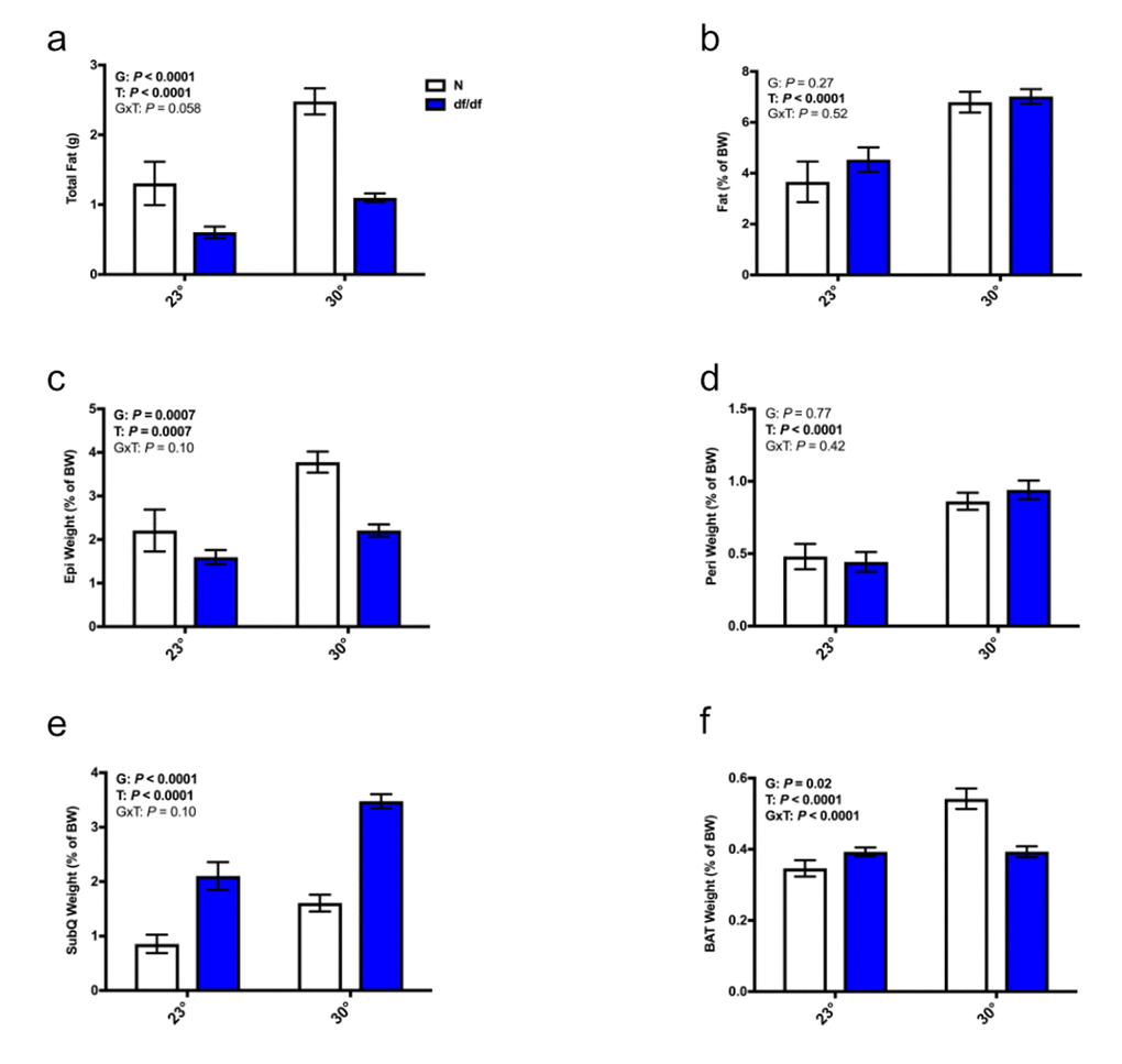 Increased eT increased adiposity in both normal and dwarf mice. (a) Total fat weight from the epididymal, perirenal, subcutaneous, and brown adipose depots, (b) percent body fat, (c) weight of the epididymal fat depot as a % body weight, (d) weight of the perirenal fat depot as a % body weight, (e) weight of the subcutaneous fat depot as a % body weight, (f) weight of the brown fat depot as a % body weight (n = 6-8). N = normal, df/df = dwarf. The results of the Two-way ANOVA are reported as G (effect of genotype), T (effect of temperature), and GxT (interaction of genotype and temperature). Significant effects (P 