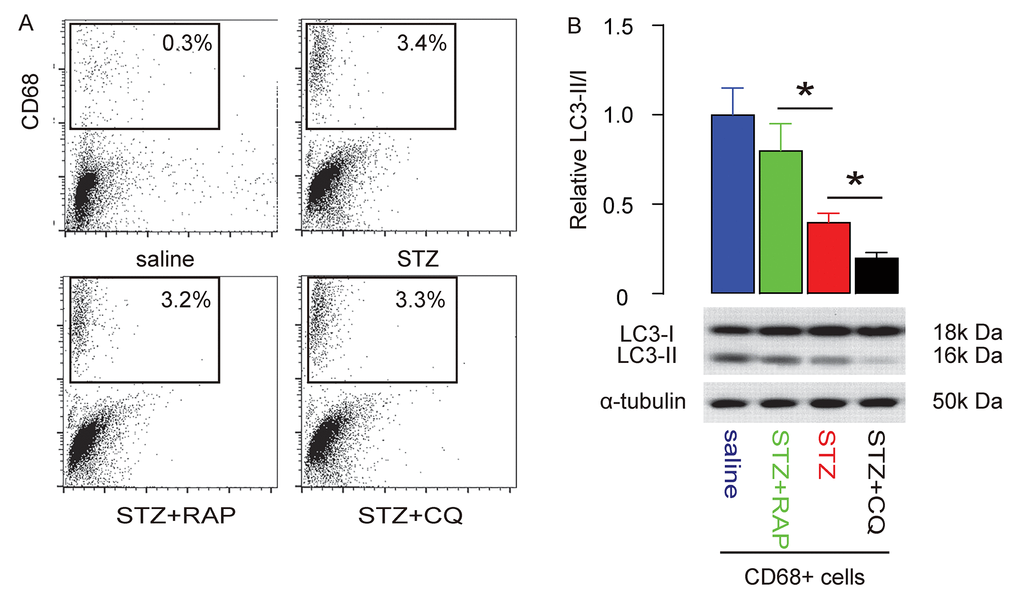 Macrophage autophagy is salvaged by RAP and further suppressed by CQ in STZ-treated rat brain. The rat brain was dissociated into single cells to sort CD68+ macrophages. (A) Representative flow charts. (B) Western blot for LC3 and quantification LC3-II/I ratio. *p