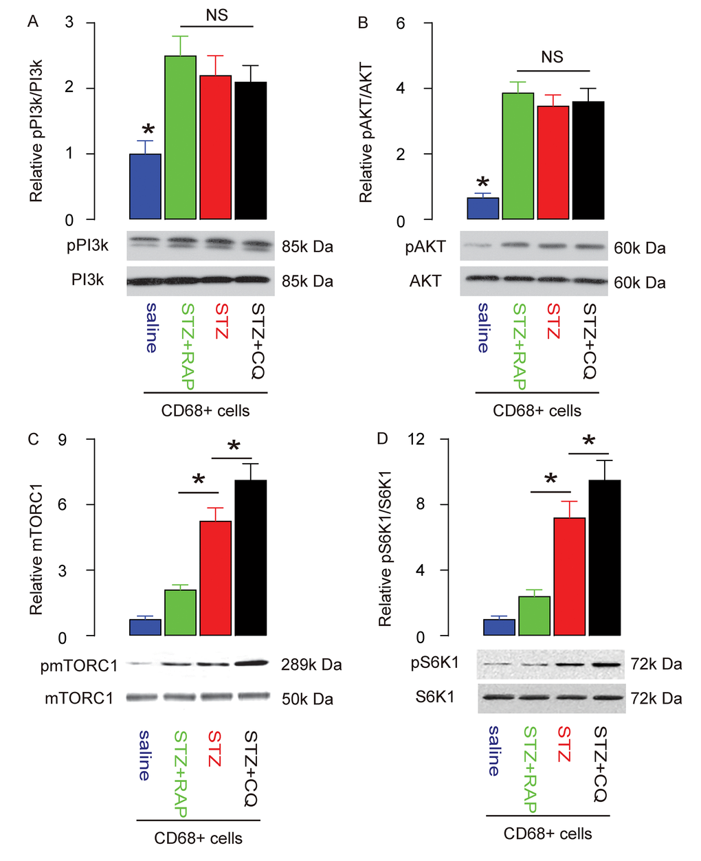 PI3k/AKT/mTOR signalling in RAP/CQ-treated and STZ-treated rat brain macrophages. (A-D) Western blot analysis of activation of PI3k (A), AKT (B), mTOR (C) and S6K1 (D) in brain macrophages from RAP or CQ treated rats. *p