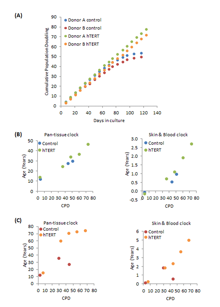 Effects of hTERT on growth and epigenetic ageing of human primary neonatal fibroblasts. (A) Growth dynamics of primary cells from two different donors (A and B) transduced with either empty vector (control) or hTERT expressing vector (hTERT). The ages of a selection of cell passages of donor A (B) and donor B (C) were imputed by the pan-tissue clock (left panel) or the skin & blood clock (right panel). The ages are plotted against cumulative population doubling (CPD) that corresponded to the passage of cells that were analysed.