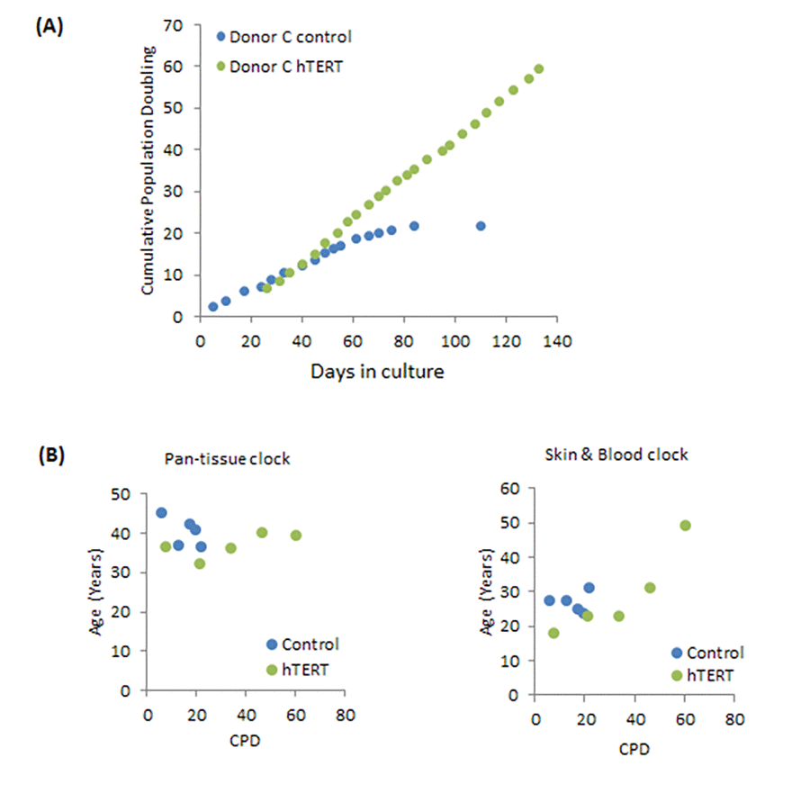 Effects of hTERT on growth and epigenetic ageing of adult primary human coronary artery endothelial cells. (A) Growth dynamics of primary cells from one donor (C) transduced with either empty vector (control) or hTERT expression vector (hTERT). (B) The ages of a selection of cell passages of donor C were imputed by the pan-tissue clock (left panel) or the skin & blood clock (right panel). The ages are plotted against cumulative population doubling (CPD) that corresponded to the passage of cells that were analysed.