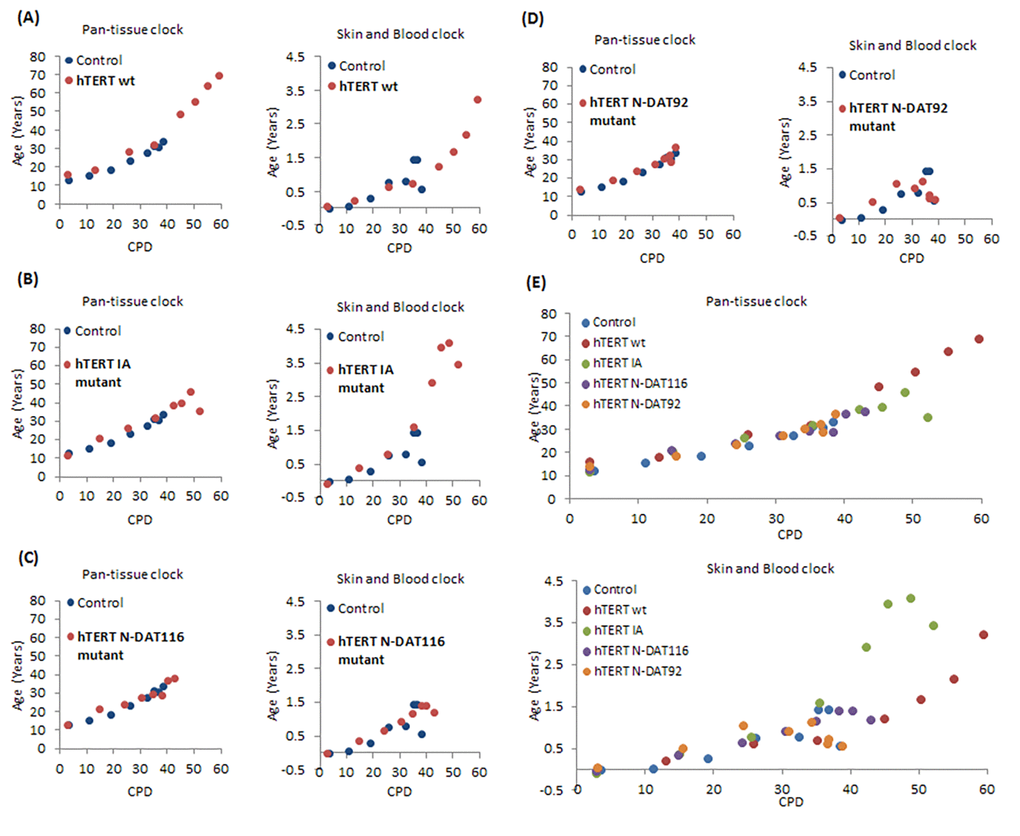 Effects of hTERT and its mutants on epigenetic ageing of human primary neonatal fibroblasts. Ages of primary human neonatal fibroblasts bearing empty vector (blue dots), wildtype hTERT (A), IA mutant (B), N-DAT116 mutant (C) or N-DAT92 mutant (D) were determined using the pan-tissue clock (left panel) and the skin & blood clock (right panel). (E) Composite plot of all the hTERT mutants. The ages of cells from a selection of passages are plotted against cumulative population doubling (CPD) that corresponded to the passages of cells that were analysed.