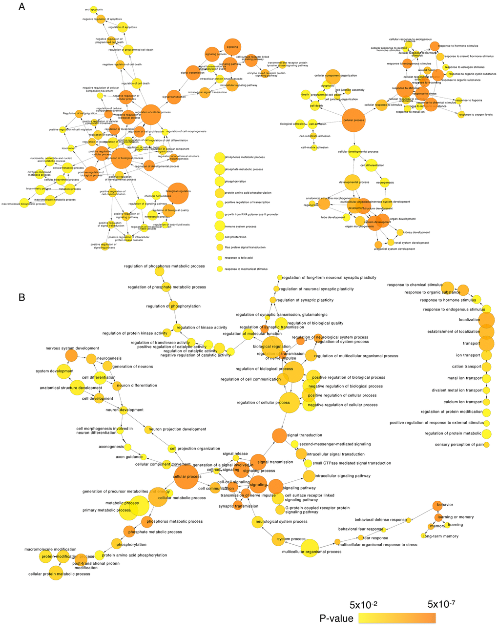 Gene Ontology analysis of significantly age-associated genes in the frontal cortex. Shown is a BiNGO (the Biological Network Gene Ontology tool) analysis depicting upregulated (A) and downregulated (B) genes in over-represented categories in the ontology of biological processes. The size of the nodes is proportional to the number of genes in the test set that are annotated to that node. Colored nodes are significantly over-represented along a color scale ranging from yellow (p = 0.05) to dark orange (p = 5.00E-7).