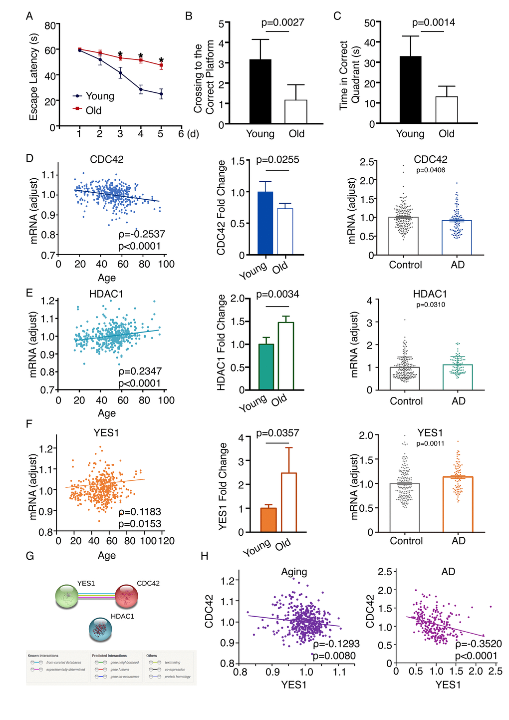 Changes in CDC42, HDAC1 and YES1 mRNA expression in the frontal cortex of an aging mouse model. (A) Escape latency on each day revealed a significant difference between younger and older mice on day 3 (p = 0.0313), day 4 (p = 0.0003), and day 5 (p = 0.0015) (n = 6). The average search errors of the younger and older mice did not differ in the first training trial (p = 0.3409) (n = 6). (B) (C) The numbers of times mice crossed to the correct platform (p = 0.0027) and the times in the correct quadrant (p = 0.0014) differed on the fifth day (n = 6). (D) Expression of CDC42 mRNA was associated with age through screening the GSE71620 dataset (ρ = -0.2537; P E) HDAC1 mRNA expression was associated with age through screening the GSE71620 dataset (ρ = 0.2347, p F) Expression of YES1 mRNA was associated with age through screening the GSE71620 dataset (ρ = 0.1183; p = 0.0153). Levels of Yes1 mRNA were higher in older than younger mice (n = 6, p = 0.0357). Analyzing the GSE48350 dataset revealed levels of YES1 mRNA were higher in the frontal cortices of people with AD than in those of healthy subjects (p = 0.0011). (G) Functional link between YES1 and CDC42 determined using the STRING database to detect protein interactions. (H) YES1 mRNA levels associate with CDC42 in both neural aging and AD, as indicated by screening the GSE71620 (ρ = -0.1293; p = 0.0080) and GSE48350 (ρ = -0.3520; p 
