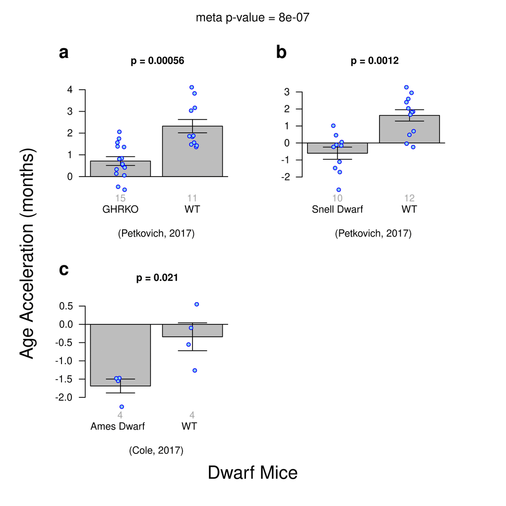 Age acceleration and Dwarfism in mice. Results obtained from ridge regression clock. A meta-analysis p-value for the 3 experiments is included. (a) Genetic knockout dwarf mice versus wild type. (b) Snell dwarf mice versus wild type. c) Ames Dwarf mice versus wild type.