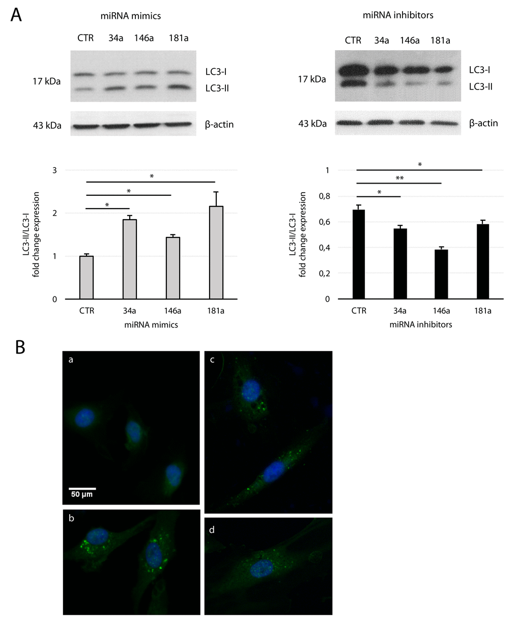 Effect of mitomiRs on LC3 regulation in HUVECs. (A) Western blot and densitometric analysis of LC3-II/LC3-I ratio fold change in yHUVECs (left) and sHUVECs (right) transfected with miRNA (miR-34a, miR-146a and miR-181a) mimics and inhibitors, respectively. Data were normalized to β-actin. Data are mean ± SD of three independent experiments. * t-test p B) Representative immunofluorescence of yHUVECs transfected with CTR (a) or miRNA mimics miR-34a (b), miR-146a (c), miR-181a (d), using LC3 antibody (green fluorescence). Nuclear DNA was labelled with HOECHST (blue).