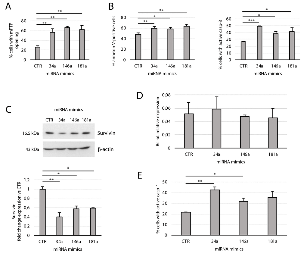 Effects of transfection of the miRNA mimics 34a, 146a, and 181a on yHUVECs. yHUVECs were incubated for 24 h with the miRNA mimics (miR-34a, -146a, and -181a) or with a miRNA mimic negative control (CTR) before analysis. The percentage of transfected yHUVECs showing (A) mPTP opening, (B) annexin V positivity and active casp-3, and (E) casp-1 were evaluated by flow cytometry. (C) Western blot and densitometric analysis of Survivin expression in transfected yHUVECs. Survivin expression is reported as fold change in miRNA mimic-transfected cells vs CTR. (D) Bcl-xL mRNA relative expression in transfected yHUVECs. Data are mean ± SD of three independent experiments. * t-test p 