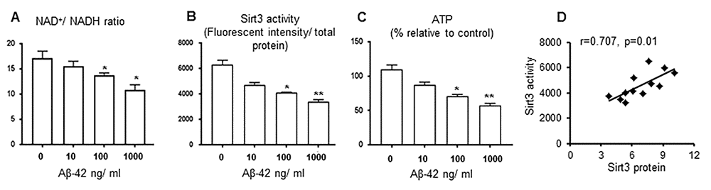 Sirt3 activity is downregulated by Aβ-42 in vitro. Primary cortical neurons were treated with Aβ-42 (0, 10,100,1000 ng/ ml) for 24 hours. (A) NAD+/ NADH ratio; (B) Mitochondrial Sirt3 deacetylation activity (the ratio of fluorescent intensity to total protein); (C) ATP levels were decreased when Aβ-42 concentration was increased. (D) The correlation between Sirt3 protein levels and its deacetylation activity. n=6 per group, * p