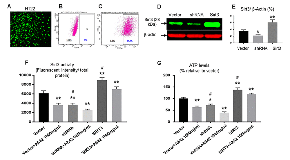 Sirt3 rescues mitochondrial function impaired by Aβ-42. (A) HT22 cells were successfully transfected (green) with vector, Sirt3 cDNA or shRNA. The percentage of transfection was analyzed on Accuri C6 Flow Cytometer. (B) Before transfection, the percentage was 0 (negative control); (C) After transfection, there were 94.7% cells transfected. Sirt3 protein levels in transfected cells were further confirmed by using Western blot. (D) A representative Western blot of Sirt3. β-actin was used as an internal control. (E) In transfected cells, Sirt3 protein levels were measured with normalization with β-actin. (F) Sirt3 deacetylation activity (the ratio of fluorescent intensity to total protein) and (G) ATP levels were tested in isolated mitochondria. N= 6 per group, *p