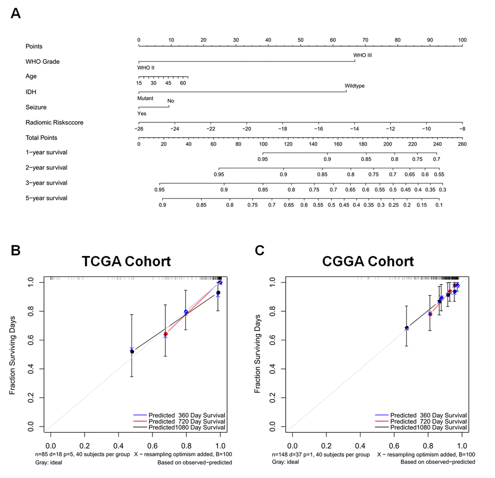 A nomogram for predicting overall survival of patients with LGGs (A), along with the assessment of model calibration in the training cohort (B) and validation cohort (C). After final model selection, radiomic signature, WHO grade, age, IDH status, and seizure were included in the nomogram. The line determines the number of points received for the value of each variable. The sum of these numbers is presented on the total axis, while the line drawn down to the survival axis determines the likelihood of a 1-, 2-, 3-, or 5-year survival rate. The calibration curve of the nomogram is also shown. Three colored lines (blue, red, and black) represent the performance of the nomogram, with a closer fit to the diagonal line representing a better estimation.