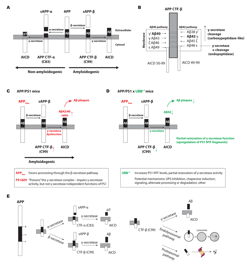 Mutant ubiquitin (UBB+1) reduces Aβ plaques in APPPS1 mice. (A) Schematic diagram of amyloid precursor protein (APP) processing leading to Aβ. (B) γ-secretase is a multimeric enzyme complex that cleaves APP C-terminal fragment (CTF) to produce Aβ and an APP intracellular domain (AICD). (C) Transgenic APPPS1 mice carry two mutations that represent early-onset AD and develop age-related amyloid plaque pathology. (D) In APPPS1xUBB+1 mice, APP CTF-β levels are reduced and γ-secretase function is partially restored. (E) Besides secretases, alternate protein degradation pathways have been reported to degrade APP and Aβ.