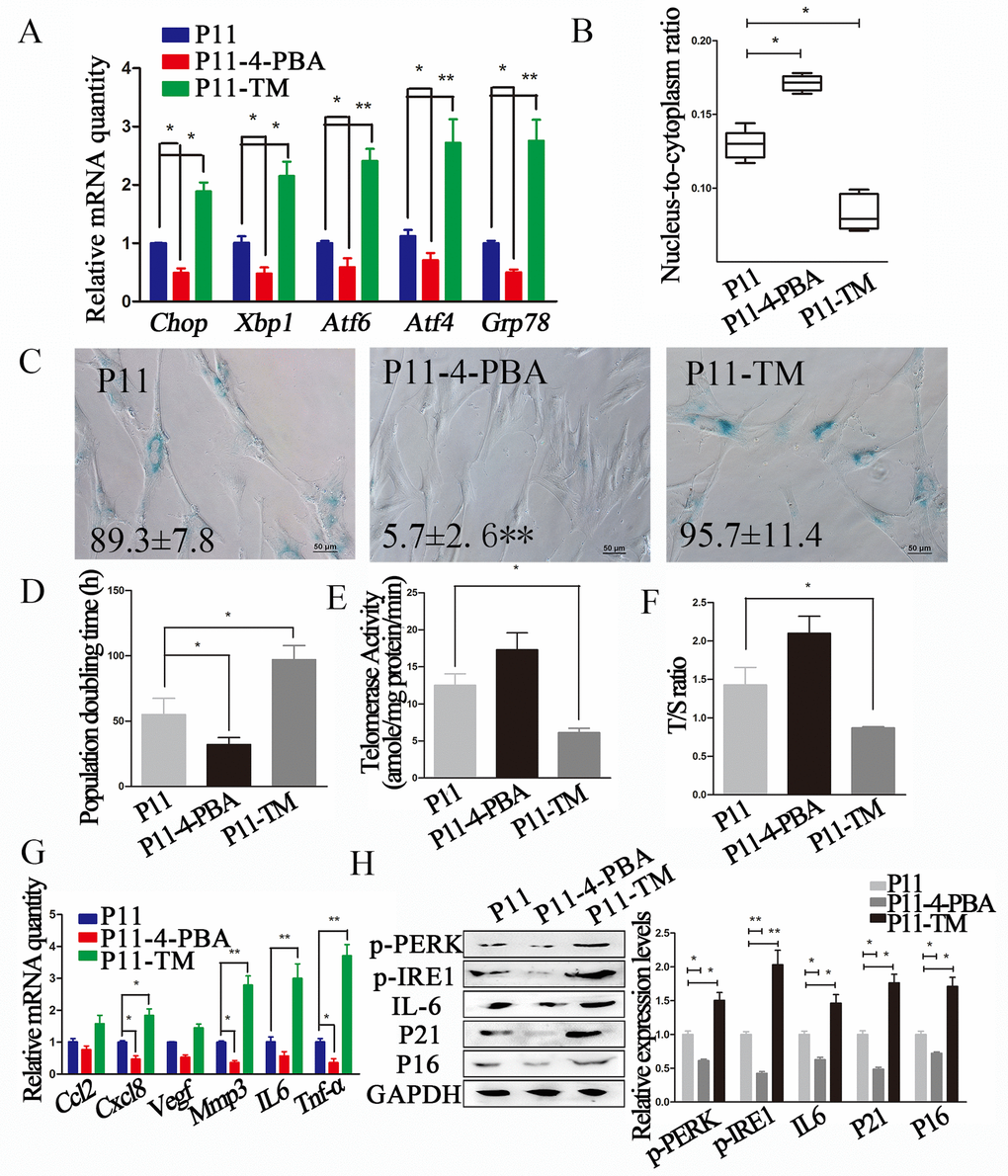 ERS inhibitor 4-PBA attenuated the senescent phenotype in cADMSCs. (A) Relative levels of of ERS-related transcripts in 4-PBA or TM-treated cADMSCs. (B) Nucleus-to-cytoplasm ratio of 4-PBA or TM-treated cADMSCs. (C) SA-β-gal S of control, 4-PBA-treated and TM-treated cADMSCs. bar = 50 μm. (D) Doubling time of 4-PBA or TM-treated cADMSCs. (E) Telomerase activity of cADMSCs. (F) Relative telomere length of cADMSCs. (G) Relative levels of of SASP-related transcripts in 4-PBA or TM-treated cADMSCs. (H) Western blot quantification of ERS-related proteins (p-PERK and p-IRE1), SASP-related protein (IL6), and senescent markers (P16 and P21).