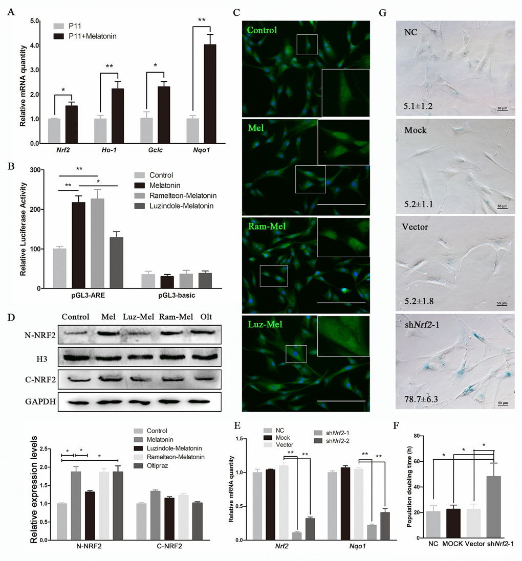 Melatonin attenuates senescence of cADMSCs through activating NRF2. (A) Relative levels of Nrf2, Ho-1, Gclc, and Nqo1 transcripts in melatonin-treated cADMSCs. (B) Dual-luciferase assay of melatonin-, ramelteon+melatonin-, and luzindole+melatonin-treated P11 cADMSCs. (C) Immunohistochemistry of NRF2 in control, melatonin-, ramelteon+melatonin- and luzindole+melatonin-treated P11 cADMSCs. bar = 200 μm (D) Western blot quantification of nucleoprotein and cytosolic proteins in melatonin-, ramelteon+melatonin- and luzindole+melatonin-treated cADMSCs, with oltipraz treatment as positive control. Oltipraz (15μM), an activator of NRF2, was used as the positive control. (E) Expression of Nrf2 and its target genes in P3 negative control, mock, vector, shNrf2-1, and shNrf2-2 cADMSCs. (F) Doubling time of P3 negative control, mock, vector and shNrf2-1 cADMSCs. (G) SA-β-gal S of P3 negative control, mock, vector and shNrf2-1 cADMSCs. bar = 50 μm.