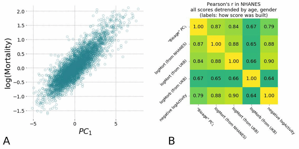 Hazards ratio models show high correlation with each other and are strongly associated with average level of physical activity and the largest variance in physiological measurements (PC1). (A) Scatter plots of estimated mortality hazard ratio (log-scale) vs PC1 scores and log-hazard ratio estimated by “LogMort” model trained on NHANES survival follow-up data shows high correlation (see text). (B) Different models for hazard ratio of mortality and morbidity show high correlation between each other and the PC1 "biological age" in NHANES samples. Models for mortality and morbidity were built using Cox proportional hazards method based on either NHANES or UKB death follow-up data and UKB follow-up on diagnosis. All values were adjusted by age and gender and thus represent the corresponding Biological Age Acceleration (BAA) values.