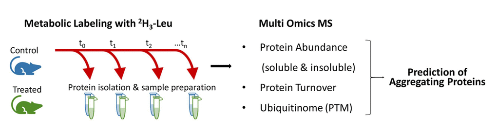 Experimental design and workflow for predicting aggregating proteins in vivo in mice [2]. Following a treatment period, mice are metabolically labeled with 2H3-Leu over a specified timeframe (e.g. 17 days) to allow the calculation of protein turnover. Tissues are collected from mice in all experimental groups over multiple timepoints and processed into three fractions: ubiquitinated proteins, insoluble proteins, and soluble proteins. The ubiquitinated protein fraction is prepared via antibody enrichment. A multi-omic analysis that combines information about protein ubiquitination state, abundance in either the soluble or insoluble fractions, and turnover rate predicts proteins which are likely components of insoluble protein aggregates.