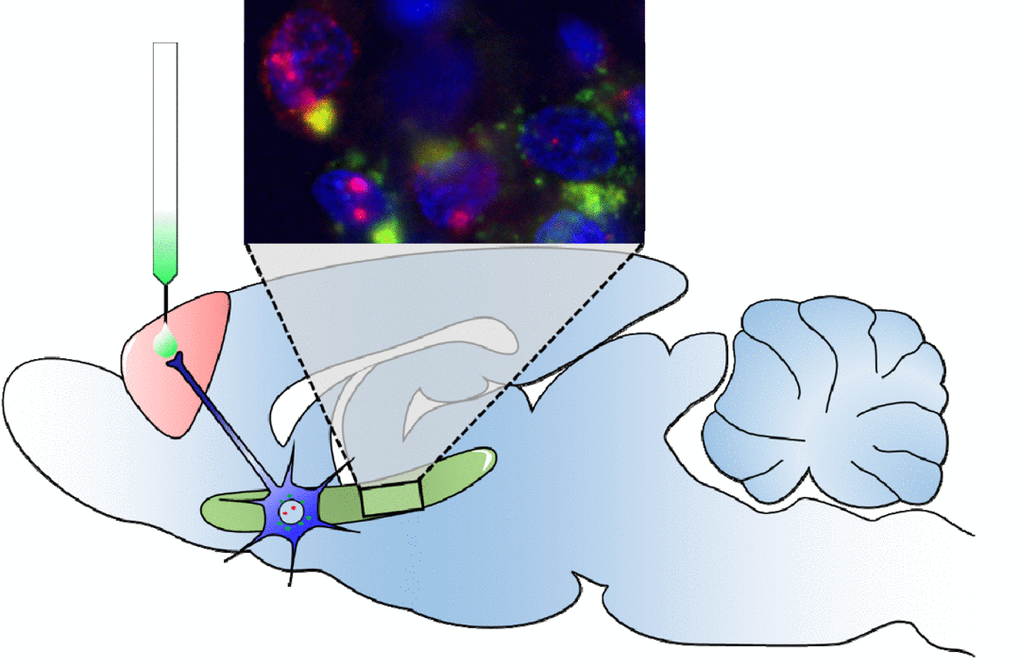 Age-related alterations in neuronal activity patterns and hub neuron dysfunction were investigated in young and aged rats. This was accomplished by combining anatomical tracing (retrograde tracer injected into the prefrontal cortex; green) and imaging neuron activity during behavior by labeling the immediate-early gene Arc (red). Thus, neurons (blue) with red and green signal are the perirhinal cortical projection cells to prefrontal cortex that were activated during behavior. Activity patterns significantly differed between aged and young rats, with changes primarily occurring within the hub neurons that have long-range projections across regions.
