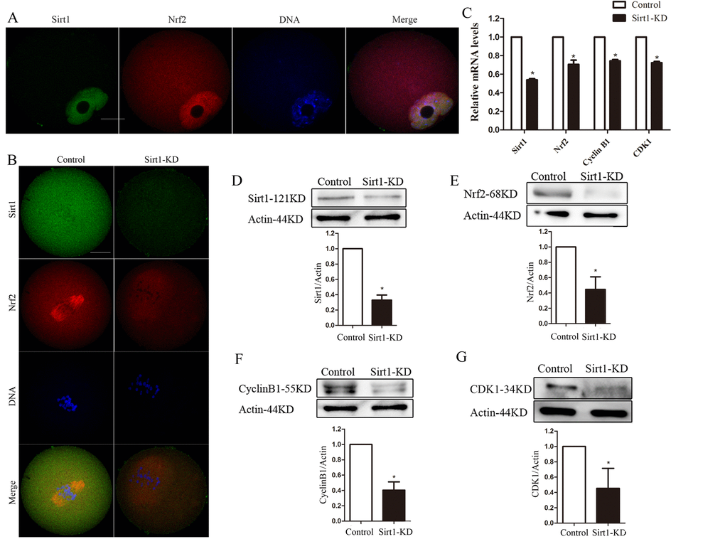 Sirt1 depletion reduces Nrf2 expression in oocytes. (A) Double staining of GV oocytes with Nrf2 antibody (red) and Sirt1 antibody (green), and counterstaining of chromosome with Hoechst 33342 (blue), conﬁrming the Sirt1 co-localization with Nrf2. (B) Control and Sirt1-KD oocytes were double stained with anti-Sirt1 antibody (green) and Nrf2 antibody (red), and counterstained for chromosomes (blue). (C) The relative mRNA levels of Sirt1, Nrf2, Cyclin B1 and CDK1 were determined by RT-qPCR in control- and Sirt1-siRNA-injected oocytes. mRNA levels in control oocytes were set to 1. (D) Reduced Sirt1 levels after Sirt1-siRNA injection were conﬁrmed by western blot analysis. Actin served as a loading control. Band intensity was calculated using ImageJ. Bars represent the mean ± SD. *PE-G) Western blot analysis showed the reduced Nrf2, Cyclin B1 and CDK1 protein levels in oocytes following Sirt1 knockdown, with actin as a loading control. Bars represent the mean ± SD. *P