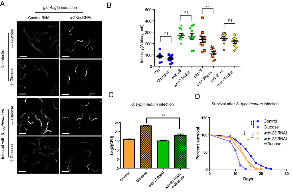 Activation of SKN-1 pathway mitigates the negative effect of glucose on immune response to S. typhimurium. (A) Knocking down wdr-23 bypasses glucose to activate gst-4::gfp. Animals expressing the SKN-1 reporter gst-4::gfp were fed bacteria expressing double-stranded RNA of wdr-23 from L1 stage to L4/young adult stage on medium with and without glucose, then infected with S. typhimurium for 2 days before imaging. Two independent trials gave similar results and data from one of them were shown. Scale bars are 600 µm. (B) Quantifications of gst-4::gfp intensity of 10 animals in images shown in A by ImageJ software. Ctrl, control; gluc, 0.5% glucose; S, S. typhimurium. P values were obtained by student’s t-test. **, PC) Knocking down wdr-23 alleviates glucose’s negative effect on infection. Animals fed bacteria expressing double-stranded RNA of wdr-23 from L1 stage to L4/young adult stage on medium with and without glucose were infected with S. typhimurium for 2 days. The numbers of infected pathogen were determined colony forming assay of live S. typhimurium inside the worms. Colony forming unit (CFU) was plotted using Log2. P values were obtained by student’s t-test. **, PD) Knocking down wdr-23 prevents glucose from shortening lifespan of infected C. elegans. Lifespan and infection were carried out at 20 ºC. Animals fed bacteria expressing double-stranded RNA of wdr-23 from L1 stage to L4/young adult stage on medium with and without glucose were infected with S. typhimurium for 2 days. Worms were then transferred to non-infected RNAi bacterial plates. Survival was recorded every other day until all worms died. Data were collected from two independent experiments with number of worms >100. See Table S3 for details.