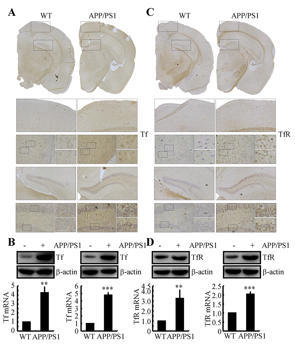 The expression of Tf and TfR was elevated in 3-month-old APP/PS1 Tg mice. The brains of 3-month-old APP/PS1 Tg mice were collected after anesthesia and were perfused (n=6). (A, C) The immunoreactivity of Tf and TfR was determined by immunohistochemistry with an anti-Tf and anti-TfR antibody, respectively. These images are representative of 6 independent mouse experiments, all of which produced similar results. (B, D) The protein expression of Tf and TfR was determined by western blot analysis. β-actin served as the internal control. Tf and TfR mRNA levels were determined by qRT-PCR, with the total amount of GAPDH serving as the internal control. The data represent the means±S.E. of all the experiments. **p; ***p compared with WT controls.