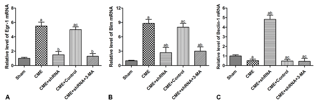 Activation of the Egr-1/Bim/Beclin-1 pathway participated in CME-induced myocardial injury. The expression of (A) the Egr-1, (B) Bim, and (C) Beclin-1 mRNAs in the myocardium of rat detected by RT-qPCR. The results are presented as the means ± SD from at least three independent experiments. aP bP cP 