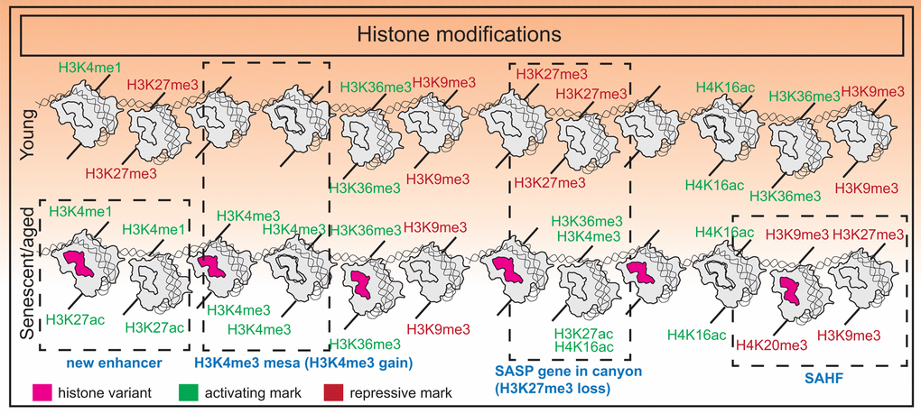 Histone modification changes in senescence. Senescence is associated with an imbalance of histone modifications with a tendency towards accumulating euchromatin marks. Additional features include formation of new super-enhancers near SASP genes in OIS, H3K27me3 “canyons” where SASP genes reside, H3K4me3 “mesas”, and formation of SAHFs.