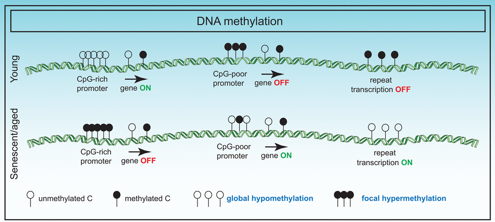 Changes in the DNA methylome in senescence. DNA methylation changes in senescence primarily involve global hypomethylation particularly at repeat regions and focal hypermethylation at CpG rich promoter sequences. These changes have adverse effects on gene expression.