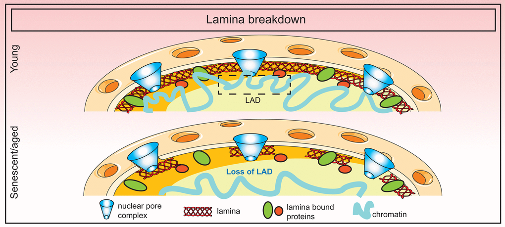 Breakdown of the nuclear lamina in senescence. Loss of lamin B1 in senescence triggers the detachment of constitutive heterochromatic regions (lamin-associated domains or LADs) which disorganizes the spatial arrangement of the genome in the nucleus.
