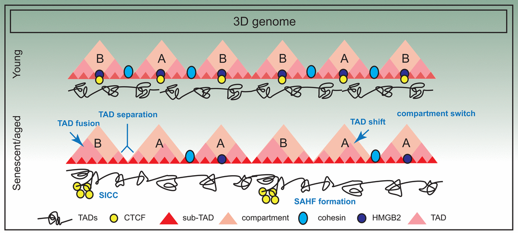 Three dimensional spatial changes in the genome during senescence. The 3D arrangement of the genome suffers significant changes in senescence; for example there is evidence of compartment switching, TAD fusing, TAD separation and TAD shifting. Some of these changes are also triggered by decline in chromatin architectural proteins such as HMGB2, a consequence of which is SICC formation. However, in general, TAD structure is maintained.