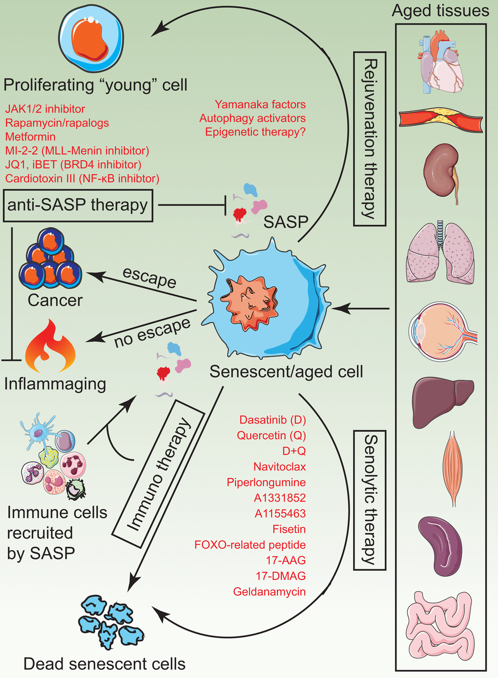 A visual summary of current senotherapies. Aged tissues tend to accumulate senescent cells which impose detrimental changes to tissue structure, regenerative ability and physiological function due to chronic inflammation. Current and plausible strategies to treat these adverse effects include administration of senolytics, rejuvenation therapy by induce partial reprogramming to a “youthful” state, anti-SASP therapy to prevent the generation and release of inflammatory cytokines and immunotherapy to activate innate immune mechanisms of the body, which in turn, clear senescent cells naturally.