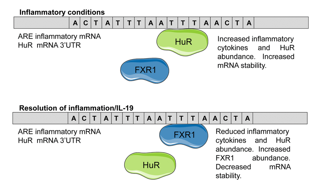Proposed working hypothesis of IL-19 reduction of inflammatory mRNA stability. Under inflammatory conditions, HuR interacts with ARE in pro-inflammatory and HuR mRNA 3’UTR and stabilizes the transcript, resulting in increased inflammatory protein abundance. When inflammation is reduced, FXR1 expression increases, with the dual outcome of increased competition with HuR for ARE occupancy, as well as reduced HuR abundance. This results in reduced transcript stability.